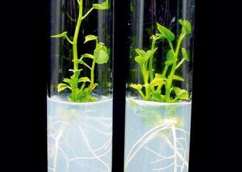 Tissue culture Seedlings